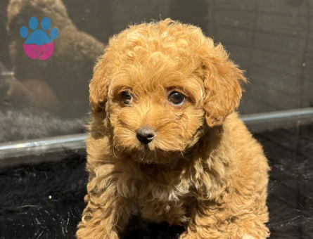 KATELİ MALTIPOO YAVRULARIMIZ HAZIR - 9925 - Görsel 5