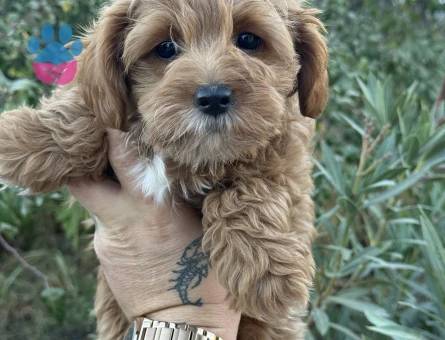 KATELİ MALTIPOO YAVRULARIMIZ HAZIR - 9925 - Görsel 4