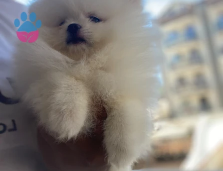 AYI SURAT POMERANİAN BOO YAVRULAR HAZIR - 9926
