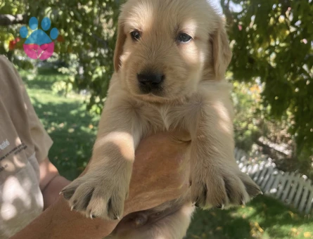 Baby Face Golden Yavrularımız - 9927 - Görsel 3