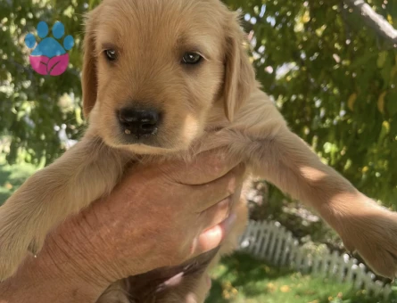Baby Face Golden Yavrularımız - 9927 - Görsel 4
