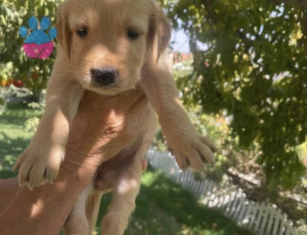 Baby Face Golden Yavrularımız - 9927 - Görsel 2