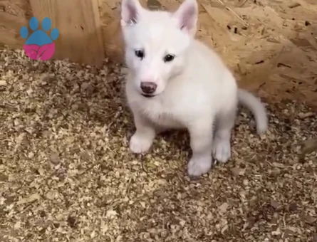 HUSKY YAVRULARIMIZ HAZIR - 9931 - Görsel 2