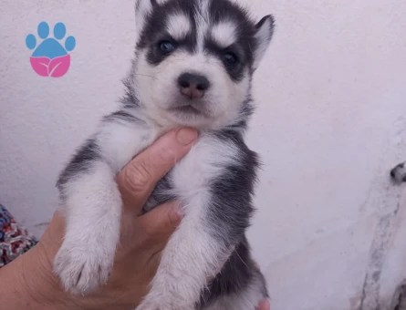 HUSKY YAVRULARIMIZ HAZIR - 9931 - Görsel 3