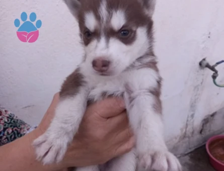 HUSKY YAVRULARIMIZ HAZIR - 9931 - Görsel 4