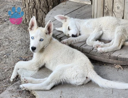 HUSKY YAVRULARIMIZ HAZIR - 9931 - Görsel 5