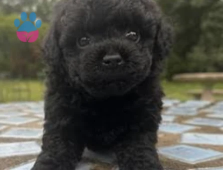 Siyah toy poodel bebeklerımız - 9932