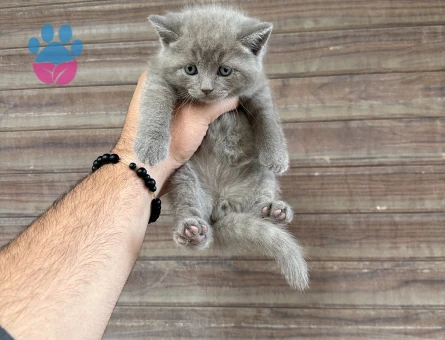 Sağlıklı aşılı - 9936 - Görsel 5