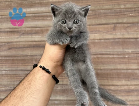 Sağlıklı aşılı - 9936 - Görsel 4