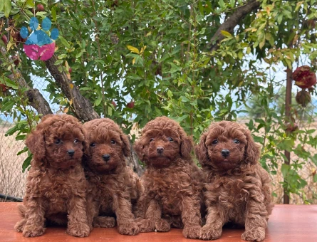 Tüy Dökmeyen Poodle bebekler - 9939
