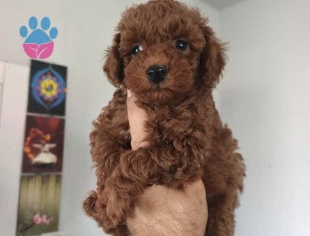 Tüy Dökmeyen Poodle bebekler - 9939 - Görsel 3
