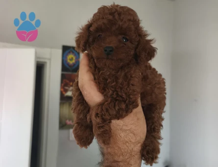 Tüy Dökmeyen Poodle bebekler - 9939 - Görsel 4