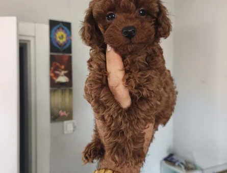 Tüy Dökmeyen Poodle bebekler - 9940