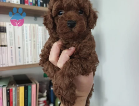Tüy Dökmeyen Poodle bebekler - 9940 - Görsel 3
