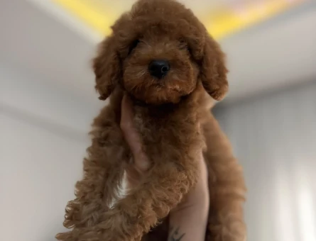 ilan başlığı  AŞILI WC EĞİTİMLİ TOY POODLE YAVRULAR - 9941