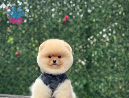 Pomeranıan üretim çiftliğinden - 9943