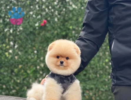 Pomeranıan üretim çiftliğinden - 9943 - Görsel 3