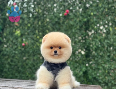 Pomeranıan üretim çiftliğinden - 9943 - Görsel 4