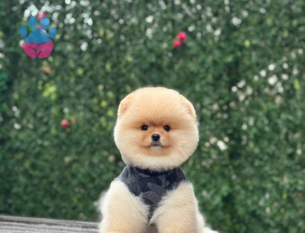 Pomeranıan üretim çiftliğinden - 9943 - Görsel 5