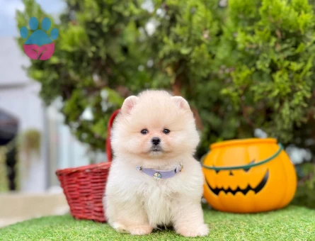 POMERANIAN ÜRETİM ÇİFTLİĞİNDEN - 9944 - Görsel 3