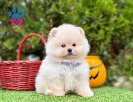 POMERANIAN ÜRETİM ÇİFTLİĞİNDEN - 9944