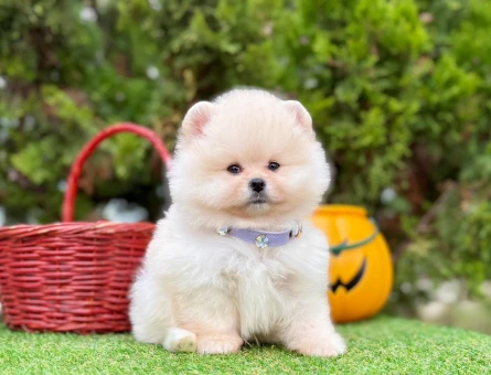 POMERANIAN ÜRETİM ÇİFTLİĞİNDEN - 9944