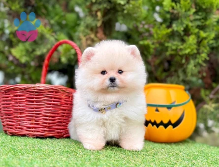 POMERANIAN ÜRETİM ÇİFTLİĞİNDEN - 9944 - Görsel 4