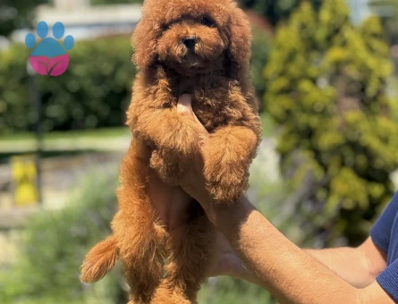 AŞILI GARANTİLİ POODLE BEBEKLERİMİZ - 9946 - Görsel 2