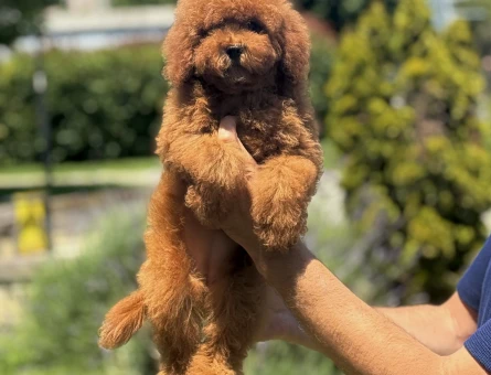 AŞILI GARANTİLİ POODLE BEBEKLERİMİZ - 9946