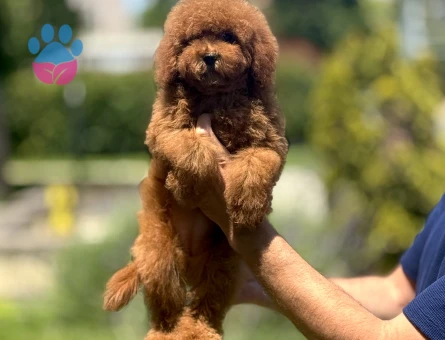 AŞILI GARANTİLİ POODLE BEBEKLERİMİZ - 9946 - Görsel 3