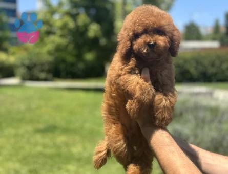AŞILI GARANTİLİ POODLE BEBEKLERİMİZ - 9946 - Görsel 4