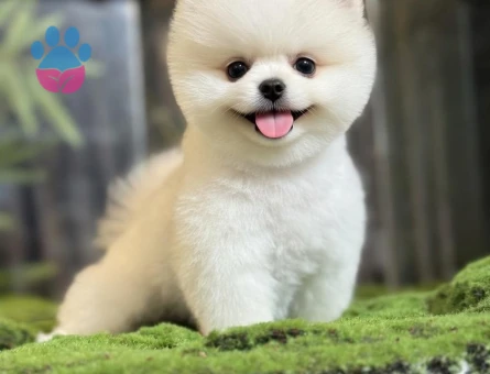POMERANIAN ÜRETİM ÇİFTLİĞİNDEN - 9948 - Görsel 3