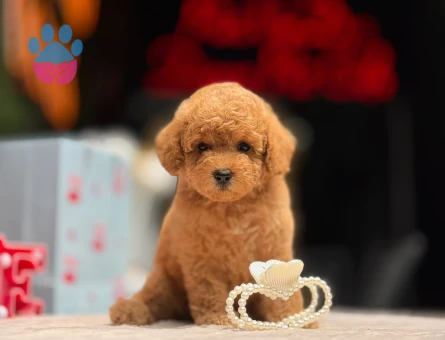 POODLE ÇİFTLIGINDEN - 9949 - Görsel 2