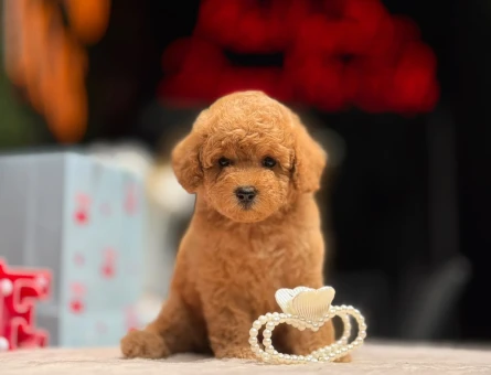 POODLE ÇİFTLIGINDEN - 9949