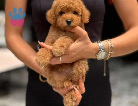 POODLE ÇİFTLIGINDEN - 9949 - Görsel 3