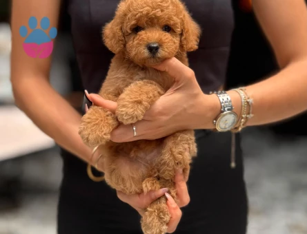POODLE ÇİFTLIGINDEN - 9949 - Görsel 4