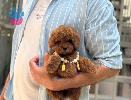 POODLE ÇİFTLIGINDEN - 9950 - Görsel 5