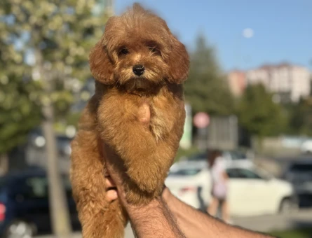 AŞILARI TAMAMLANMIŞ MALTİPOO BEBEĞİMİZ - 9951