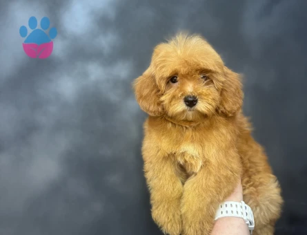 AŞILARI TAMAMLANMIŞ MALTİPOO BEBEĞİMİZ - 9951 - Görsel 3