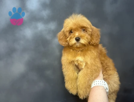 AŞILARI TAMAMLANMIŞ MALTİPOO BEBEĞİMİZ - 9951 - Görsel 4