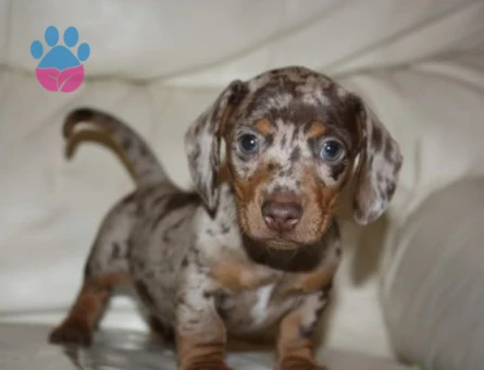 NADİR BULUNAN MERLE DACSHUND SOSİS BEBEKLER - 9952 - Görsel 3