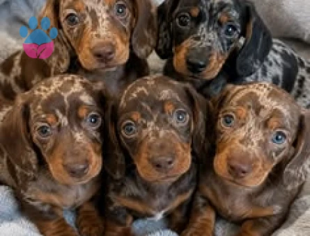 NADİR BULUNAN MERLE DACSHUND SOSİS BEBEKLER - 9952 - Görsel 2