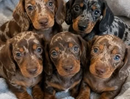 NADİR BULUNAN MERLE DACSHUND SOSİS BEBEKLER - 9952