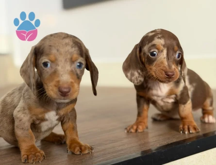 NADİR BULUNAN MERLE DACSHUND SOSİS BEBEKLER - 9952 - Görsel 4