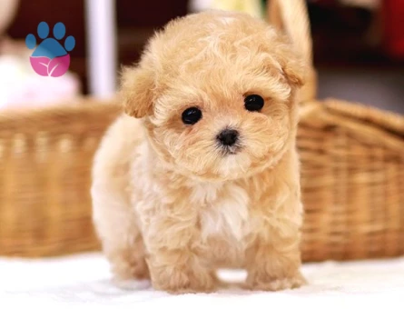 YILDIZIMIZ ARTIK SIZLERLE KORE TOY POODLE YAVRUMUZ - 9957 - Görsel 3