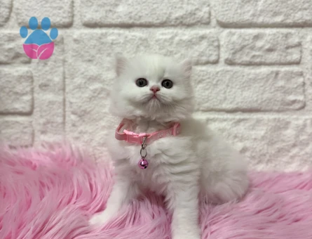 Beyazın En Saf Hali: İpek Tüylü Güzeller Güzeli