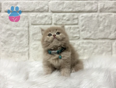 Fındık Kreması Tadında British Longhair Erkek Topaç Kafa