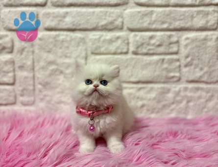 Egzotik Güzelliğiyle Büyüleyen: British Longhair Dişi Yavrumuz