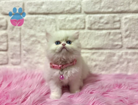 Egzotik Güzelliğiyle Büyüleyen: British Longhair Dişi Yavrumuz