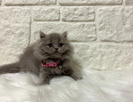 Zarif Lilac Güzelliği: British Shorthair Dişi Yavrumuz Yeni Yuvasını Arıyor